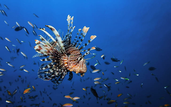 Underwater World Fish Lionfish Animals Free Images, fishes, HD wallpaper