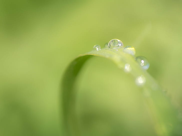 selective focus photography of water dew on leaf, drops, City Park