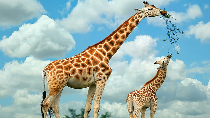 Giraffe Family, two giraffe, animals, food, HD wallpaper