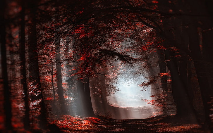 red forest painting, red leafed trees, landscape, nature, atmosphere