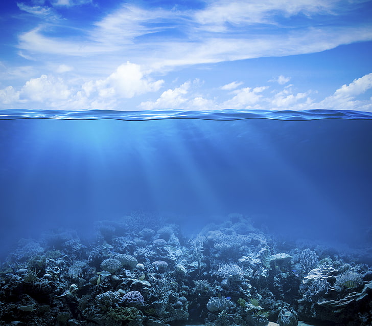 Coral Reef, 4K, Under the Sea, Underwater