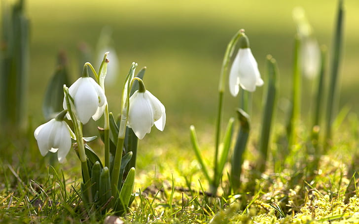 spring, nature, snowdrops, white flowers, HD wallpaper