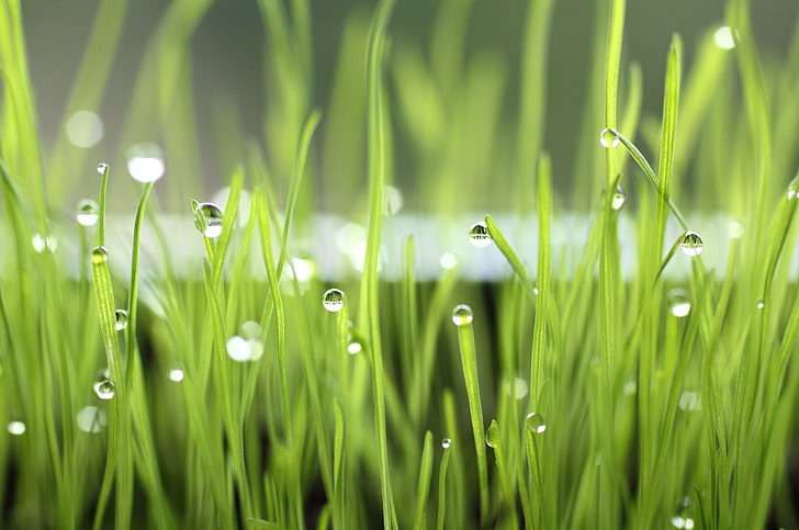water droplets on grass leaves, drops, dew, light, nature, green Color, HD wallpaper