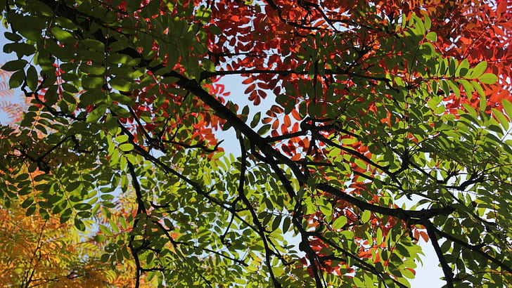 trees, leaves, red leaves, branch, fall, nature, HD wallpaper