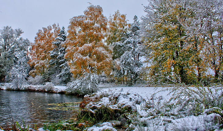 Nature Landscapes Trees Forests Autumn Fall Seasons Winter Snow Frost Shore Lakes Grass Leaves Cold High Resolution Images
