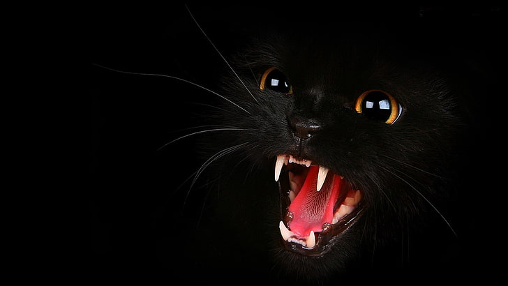 black cat, black cats, animals, open mouth, animal themes, domestic, HD wallpaper