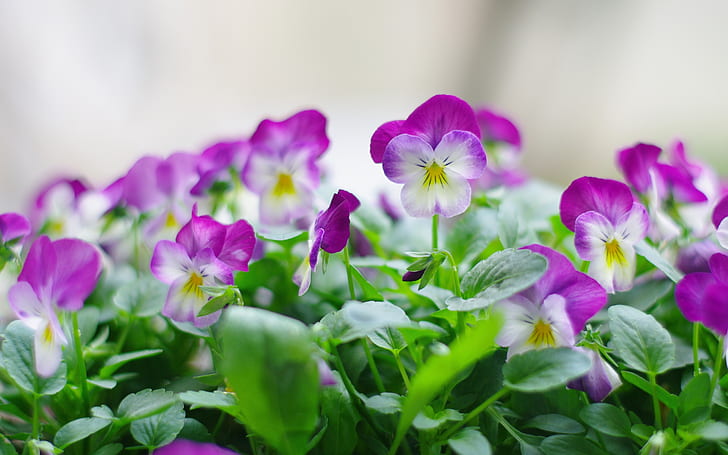 Purple pansy flower