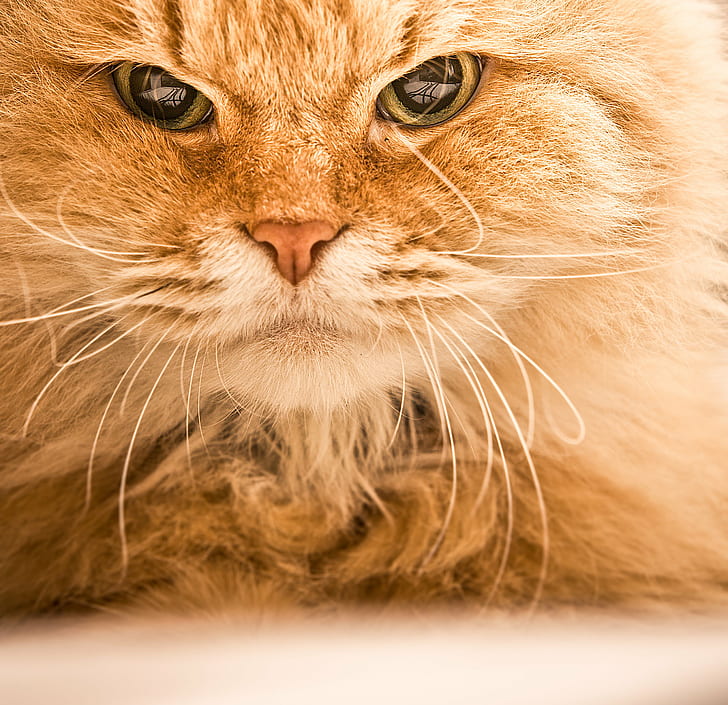 orange long-fur cat on focus photo, Mikan, Canon  450D, Sigma