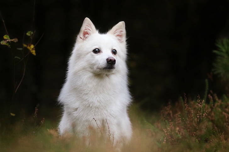 HD wallpaper: Dogs, American Eskimo Dog, White Shepherd | Wallpaper Flare