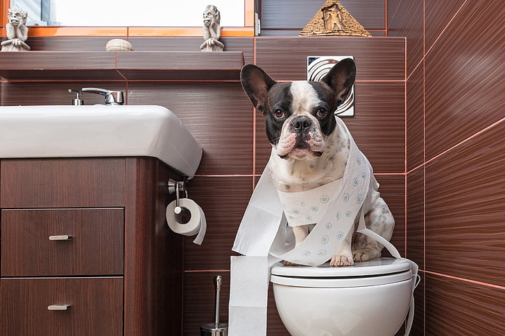 Dogs, French Bulldog, Bathroom, Cute, Funny, Toilet, pets, mammal, HD wallpaper