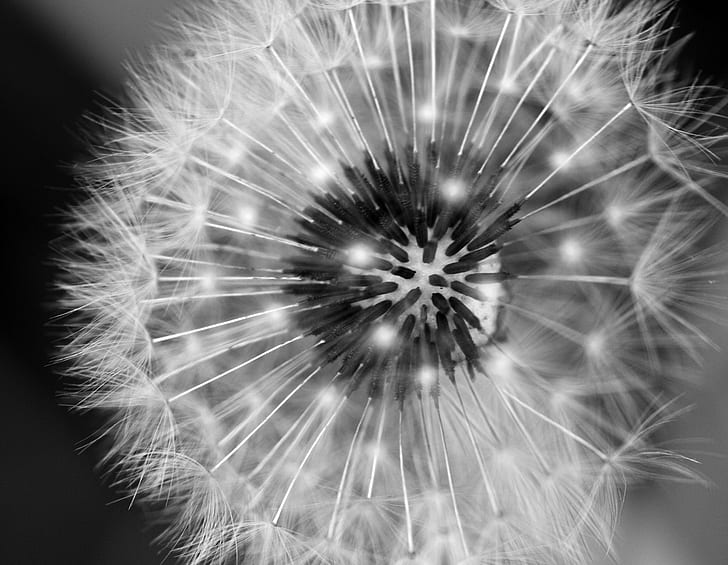 close up photography of dandelion, dandelion, B+W, macro, black and white