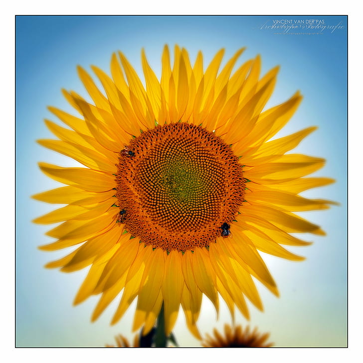 yellow Sunflower, Pas, Archetype, insects, sunny, bumble bee