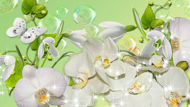 Orchids Snowdrops Bubbles, delicate, exotic, stars, butterfly, HD wallpaper