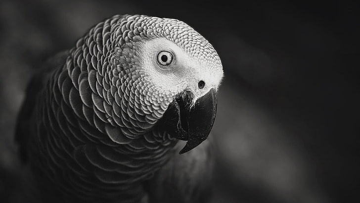 grayscale photo of parrot, closeup photo of African grey parrot