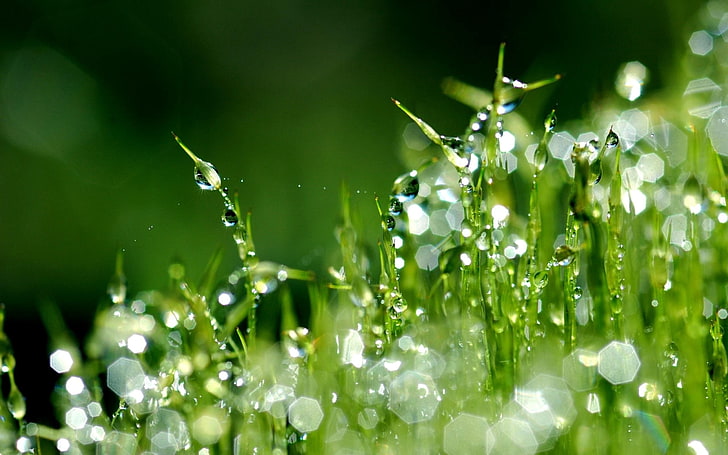green plants, grass, moisture, dew drops, morning, nature, wet, HD wallpaper