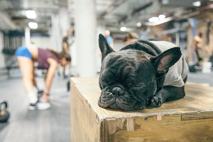 gyms, sleeping, dog, animals, French Bulldog, women, domestic, HD wallpaper