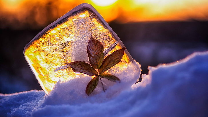 leaf, close up, macro photography, ice, still life photography, HD wallpaper