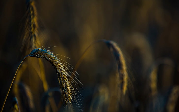 nature, macro, depth of field, spikelets, plants, agriculture
