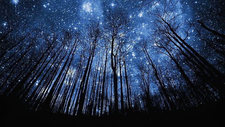 stars, starry, starry night, night sky, silhouette, tree, trees