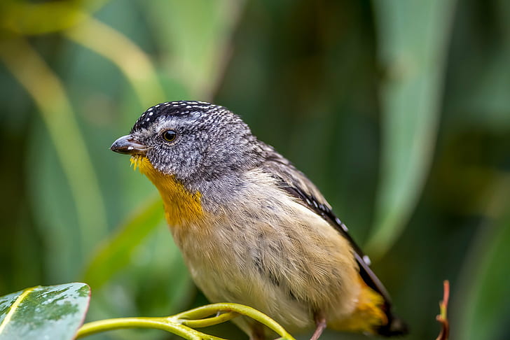 close up photo of a brown and black small-beaked bird on green plant, spotted pardalote, spotted pardalote