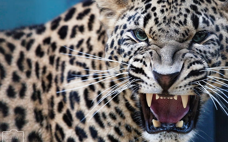HD wallpaper: jaws, leopard, predator, teeth, animal wildlife, animal  themes | Wallpaper Flare