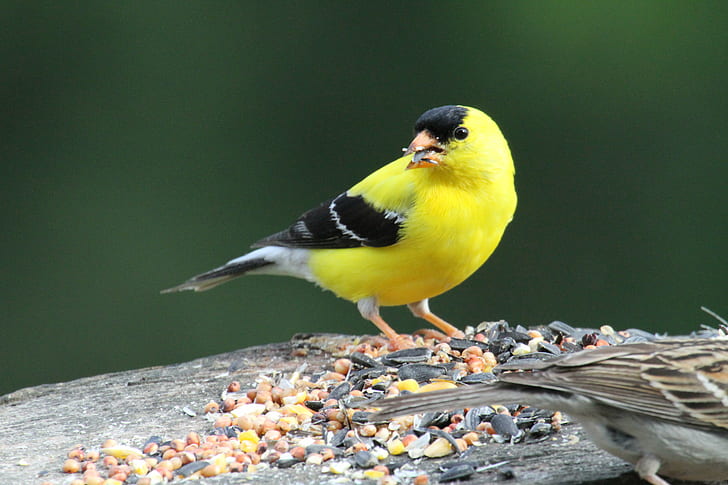 yellow and black bird closeup photography, Goldfinch, North Carolina, HD wallpaper