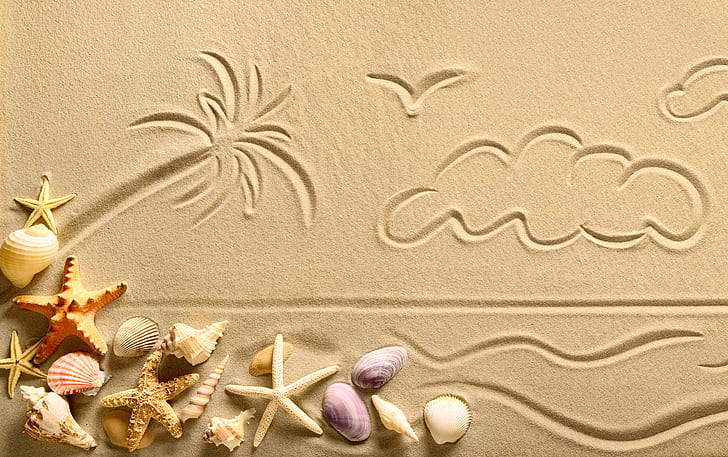 sand, star, shell, starfish, seashells, HD wallpaper