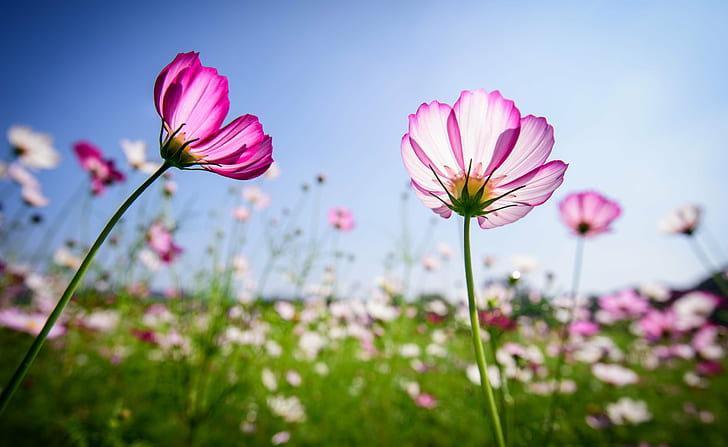 pink petaled flowers, Cosmos, 大溪, Flora, Nature, plant, summer, HD wallpaper