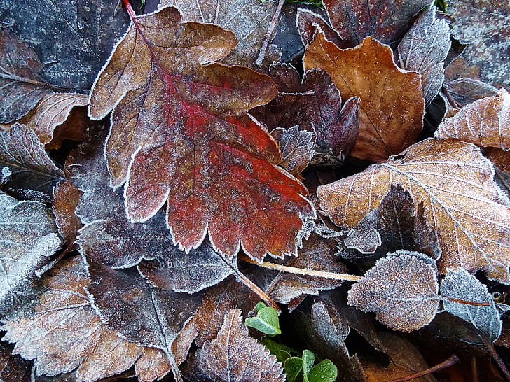 pile of brown and red dried leaves, First Frost, oak, autumn, HD wallpaper