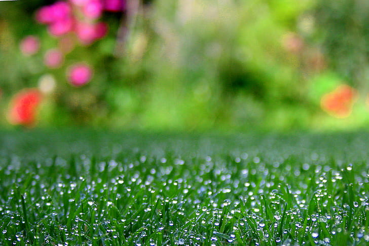 green grass field, grass, Early morning, grass  green, dew, garden, HD wallpaper