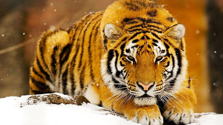 adult tiger, animals, big cats, animal themes, animals in the wild, HD wallpaper