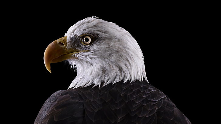 Eagle, Animals, Bird, american bald eagle, HD wallpaper