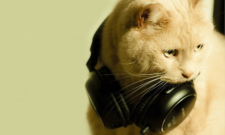 music cats earphones 2000x1200  Animals Cats HD Art