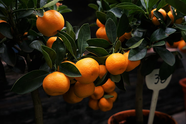 orange fruits, manadirins, branches, citrus, citrus Fruit, food, HD wallpaper