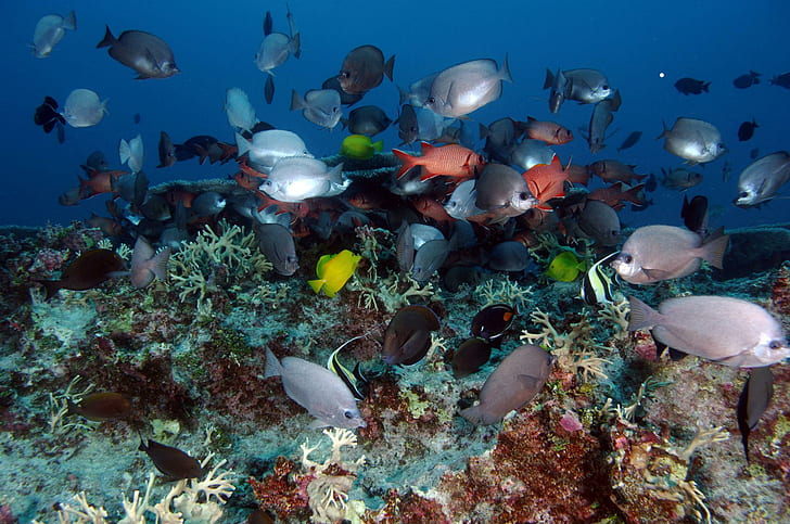 Ocean Sea Reef Tropical Underwater HD Pictures, fishes, HD wallpaper