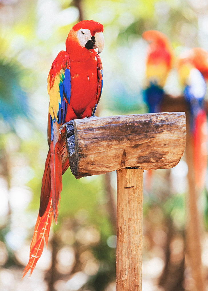 HD wallpaper: scarlet macaw, parrot, bird, animal, animal themes,  vertebrate | Wallpaper Flare