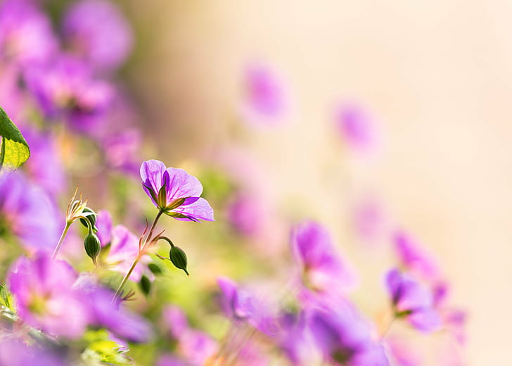 purple petaled flower field, Fading, into the Light, floral, Denver Botanic Gardens