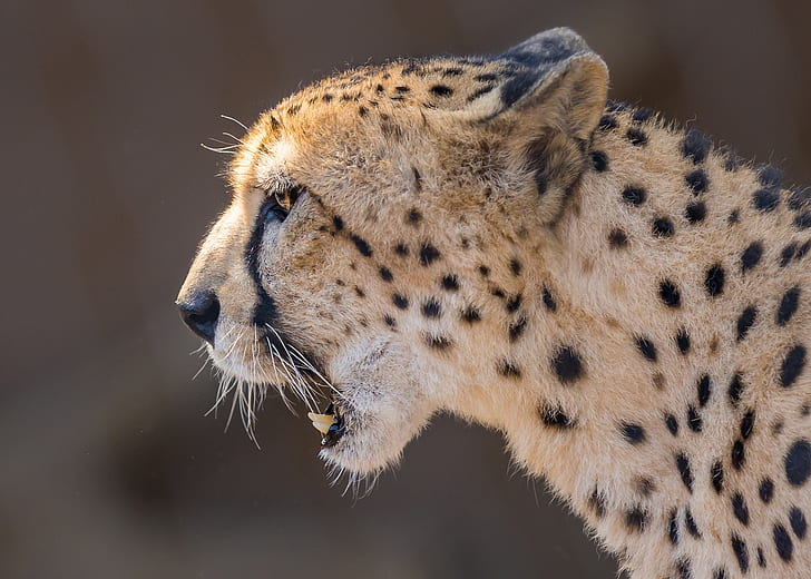 HD wallpaper: face, background, portrait, Cheetah, profile, wild cat |  Wallpaper Flare