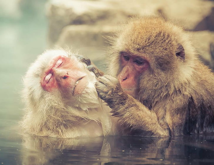 HD wallpaper: two primate in calm body of water, Instagram, Photo, monkey,  animal | Wallpaper Flare