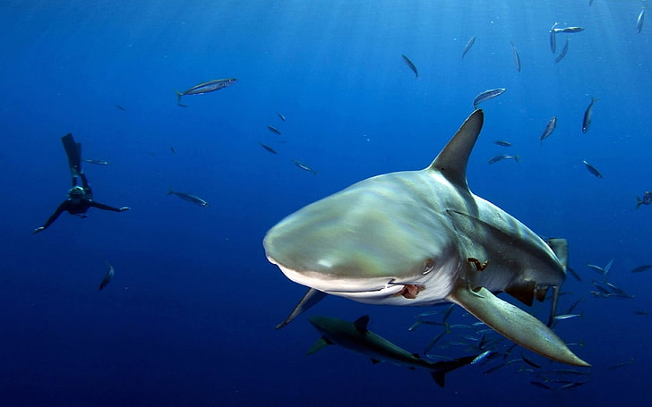 Ocean Shark Water Fish Scuba Diver Depth Desktop Wallpaper Hd