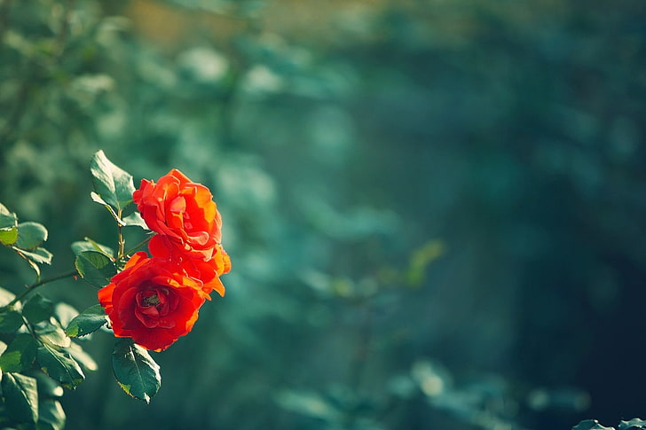 red roses, leaves, flowers, green, background, widescreen, Wallpaper
