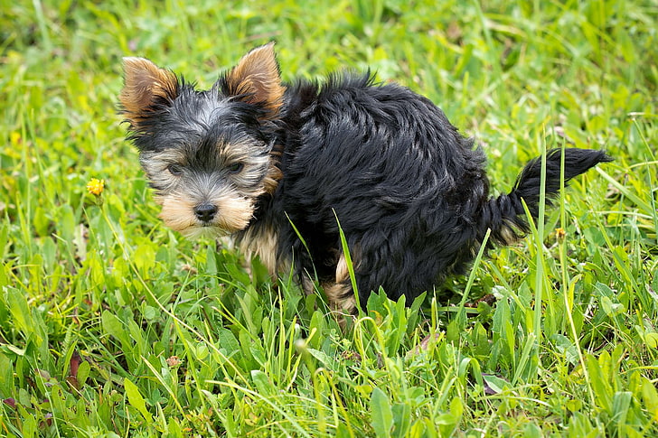 animal, canine, cute, dog, funny, grass, pet, pooping, puppy, HD wallpaper