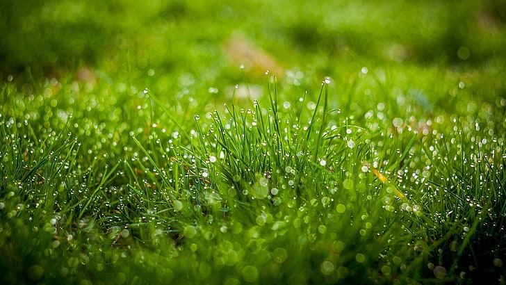green grass, green grass with morning dew, nature, water drops, HD wallpaper