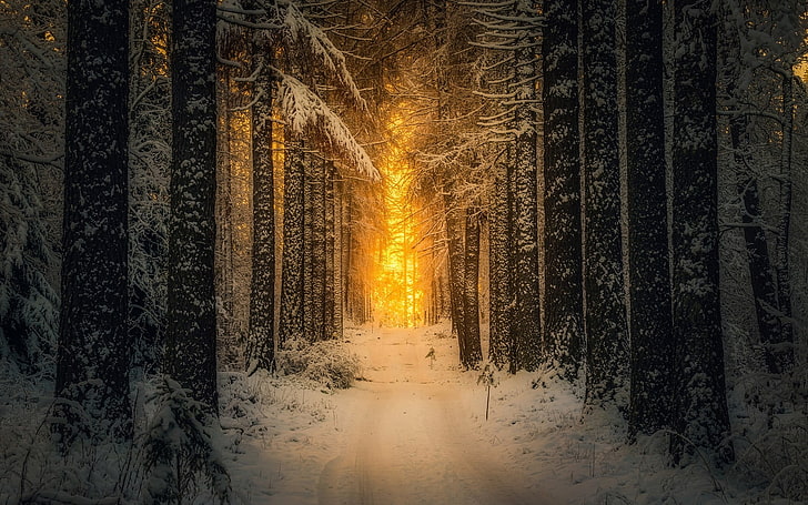 black trees, landscape, nature, snow, forest, sunlight, winter, HD wallpaper