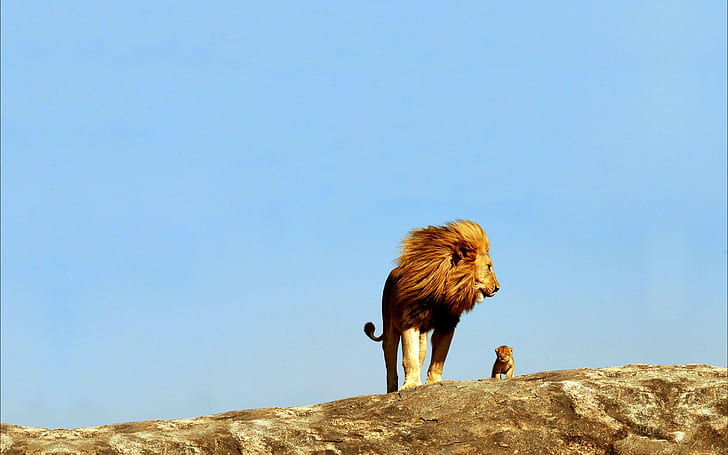 Big and small lion, brown and yellow lion, hd backgrounds, Amazing Animals
