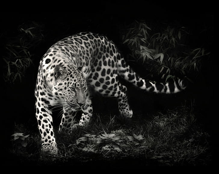 photo manipulation, leopard, animals, leopard (animal), HD wallpaper