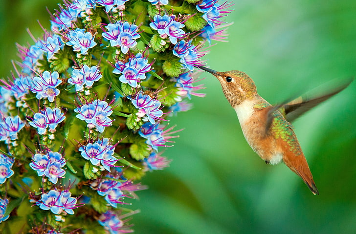 Wildlife, Animals, Birds, Nature, Flying, Flowers, Small, Colors, HD wallpaper
