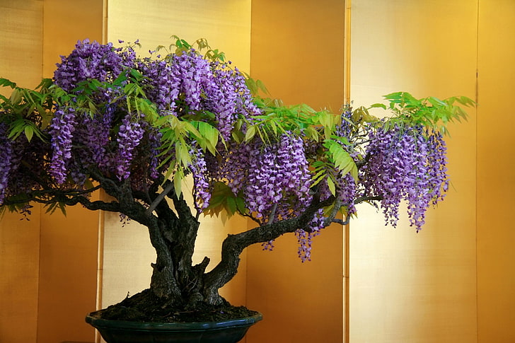 Flowers, Wisteria, Bonsai, Purple Flower, Tree, HD wallpaper