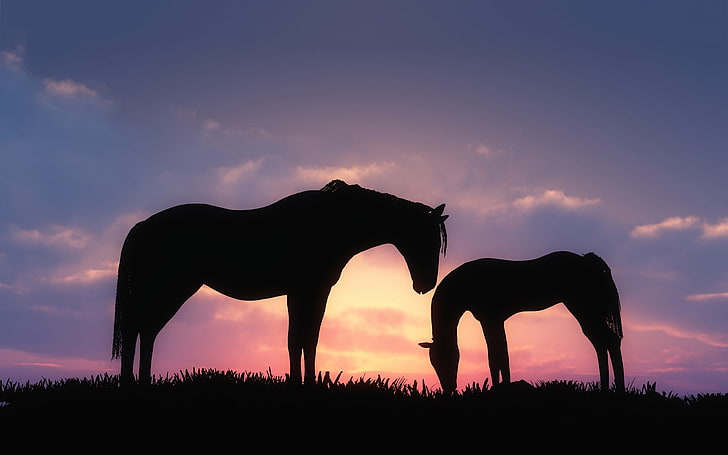 Horses sunset silhouette Animal High Quality Wallp.., sky, mammal, HD wallpaper