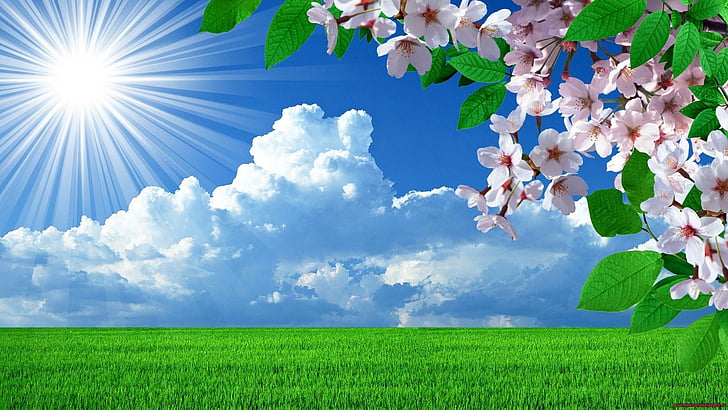 spring, flowers, sunray, field, clouds, branch